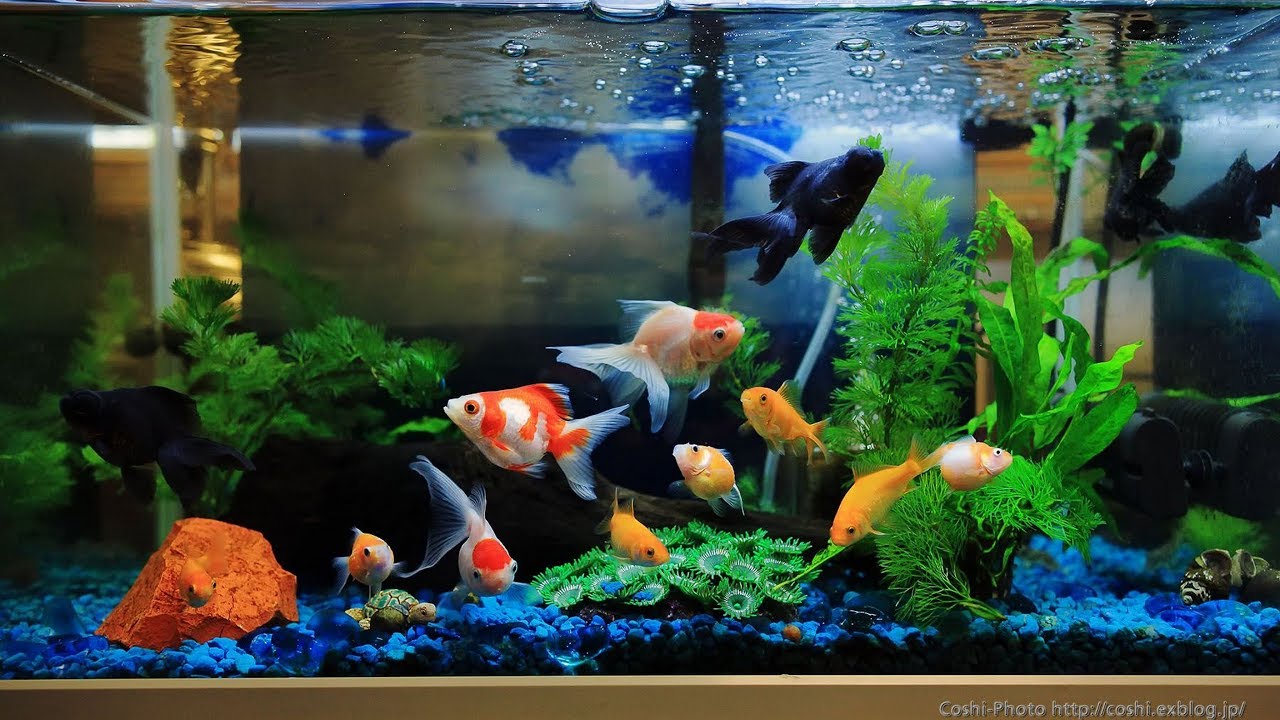 máy bơm nước bể cá cảnh