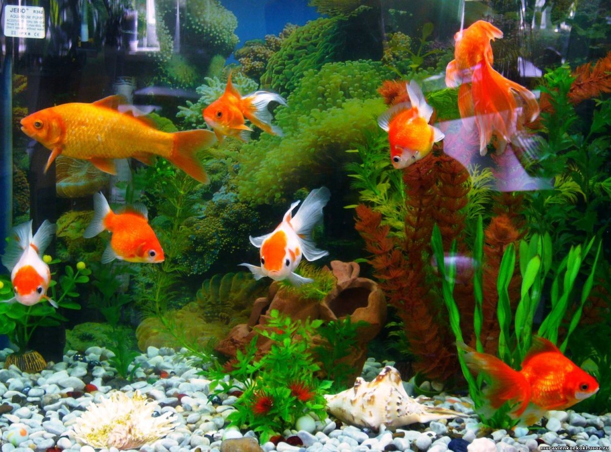 Các tiêu chí quan trọng khi chọn máy bơm nước